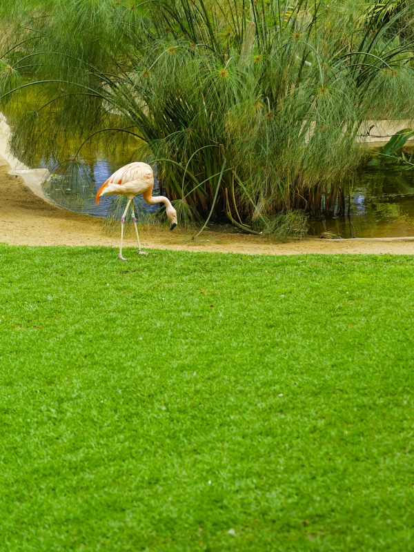 Beautiful flamingo on the grass in the park. Vibrant bird on a green lawn near the water on a sunny summer day. Flamingo walking by the pond