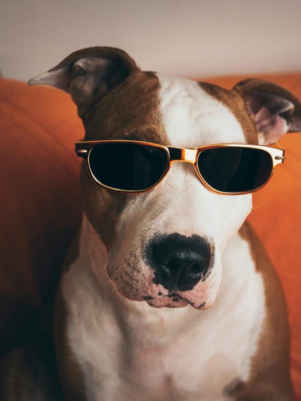 pexels-josip-stiburek-762362183-18757666